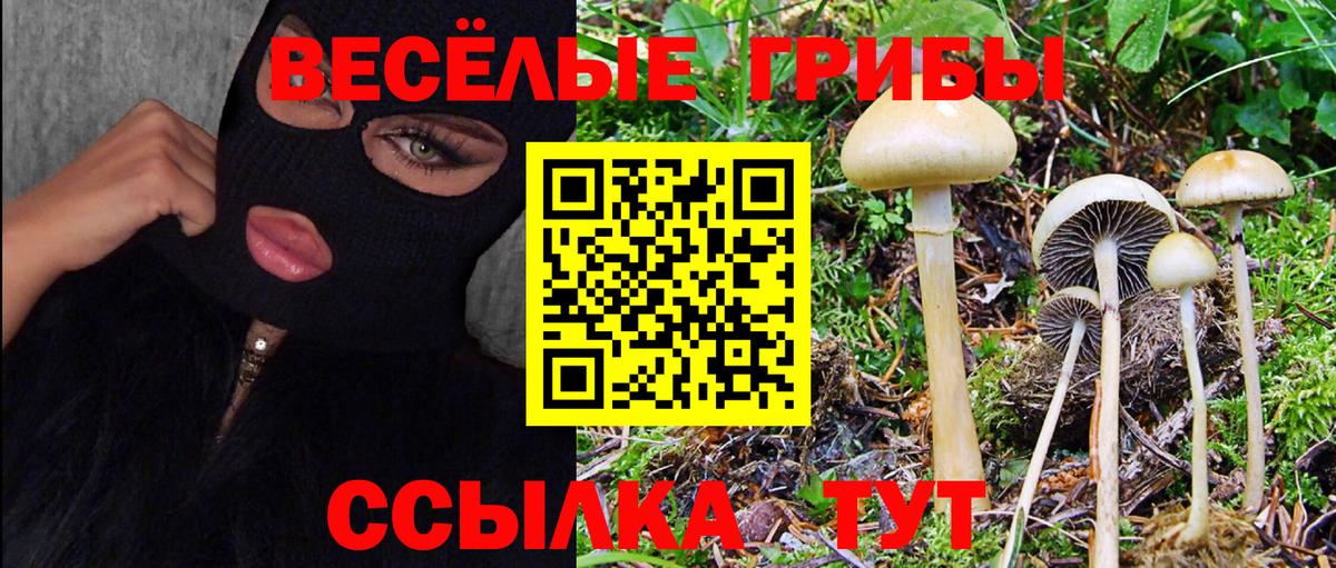 где можно купить наркотик  Вход с VPN  Псилоцибиновые грибы Cubensis  Пушкино  Псилоцибиновые грибы GOLDEN TEACHER 